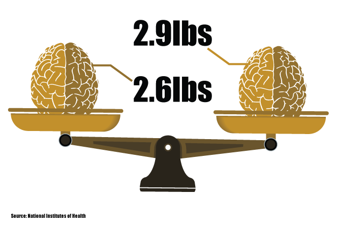 Cérebros em escalas mostrando 2,9 libras e 2,6 libras